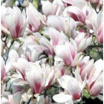 Luminia sviečky - Sviečka Magnolia & Tuberose 90g - krištáľové viečko