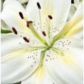 Luminia sviečky - Sviečka Navona Lily 90g - krištáľové viečko
