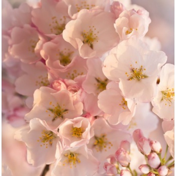 Luminia sviečky - Sviečka Sakura 260g - krištáľové viečko